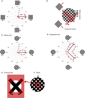 Pattern Motion Processing by MT Neurons